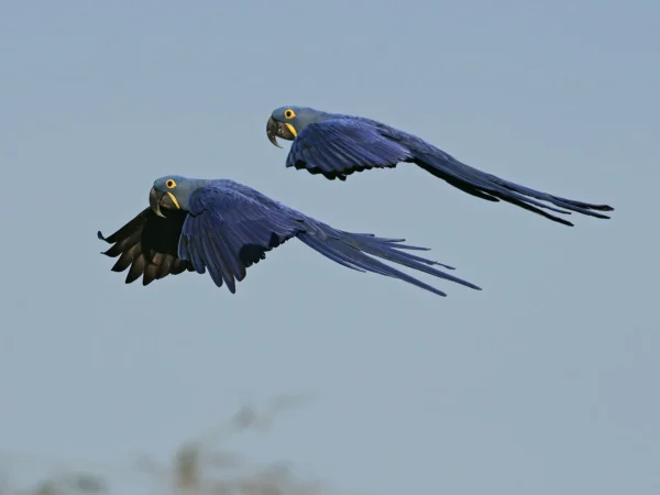 Hyacinth Macaw Parrots