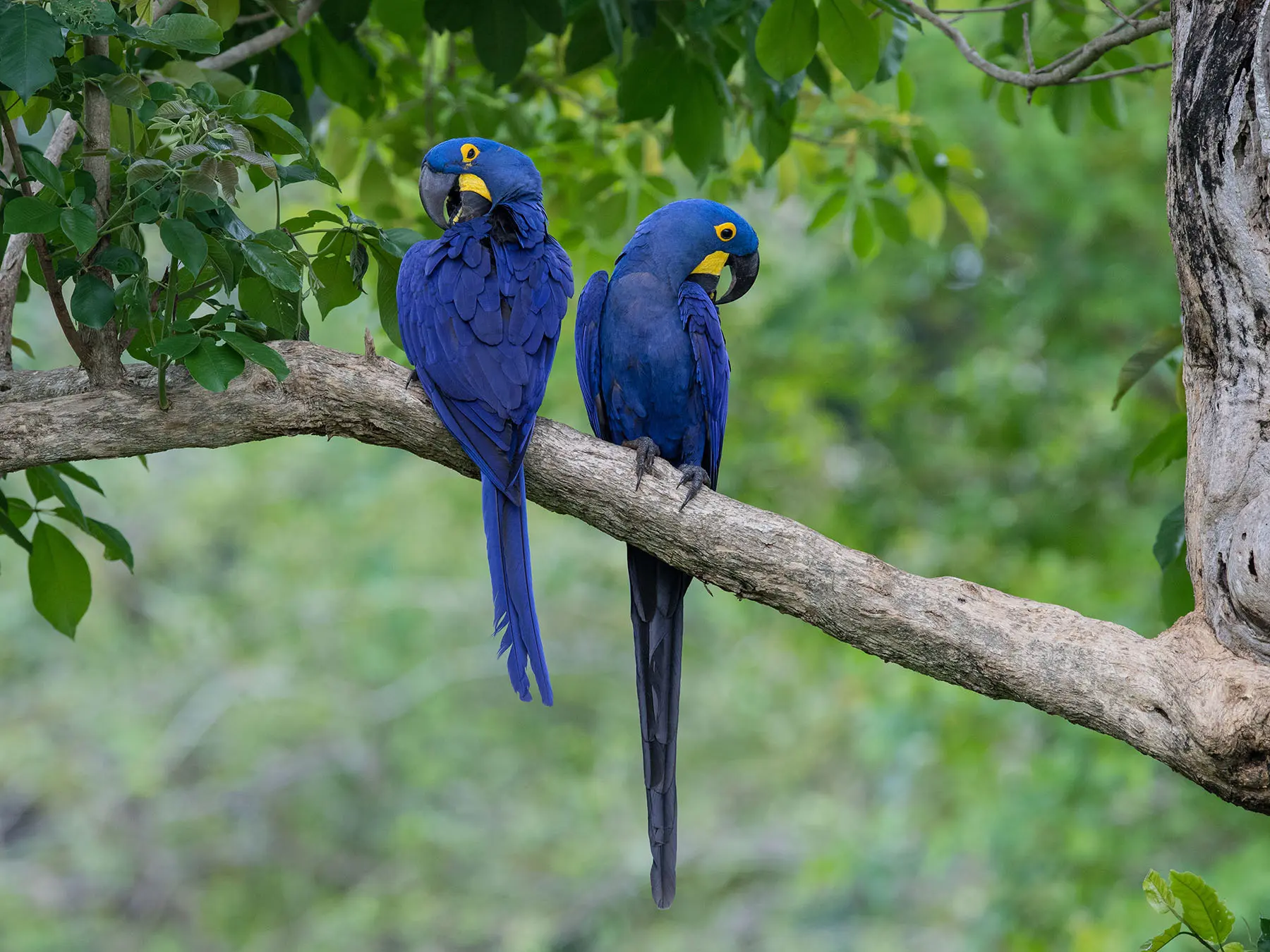Hyacinth Macaw