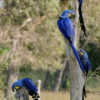 Hyacinth Macaw Parrot Pairs for Sale