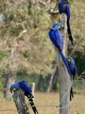 Hyacinth Macaw Parrot Pairs for Sale