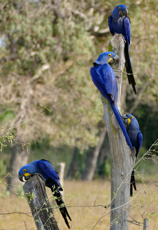 Hyacinth Macaw Parrot Pairs for Sale