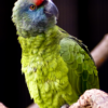 Amazon Parrots