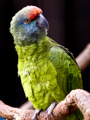 Amazon Parrots