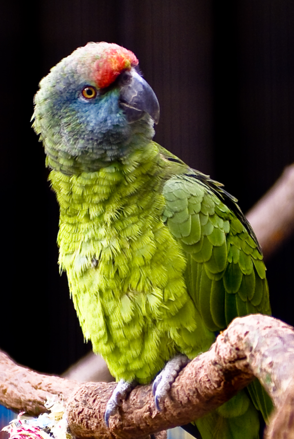 Amazon Parrots