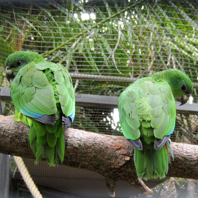 amazon parrots