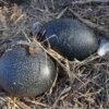 Emu Eggs for sale