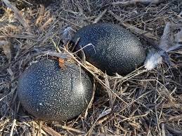 Emu Eggs for sale