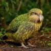 kakapo parrot