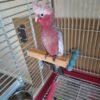Rose Breasted Cockatoo for Sale