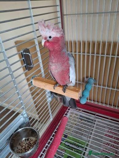 Rose Breasted Cockatoo for Sale