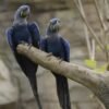 Hyacinth Macaw Parrot Pairs for Sale