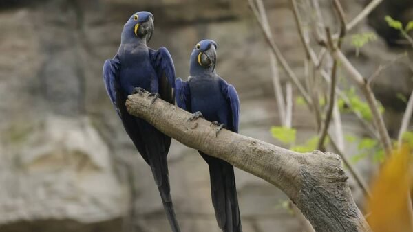 Hyacinth Macaw Parrot Pairs for Sale