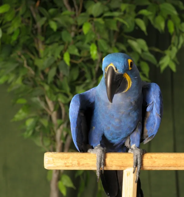 Hyacinth Macaw Parrots for Adoption