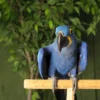 Hyacinth Macaw Parrots for Adoption