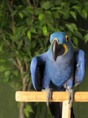 Hyacinth Macaw Parrots for Adoption