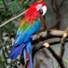 Buy Green Winged Macaw online