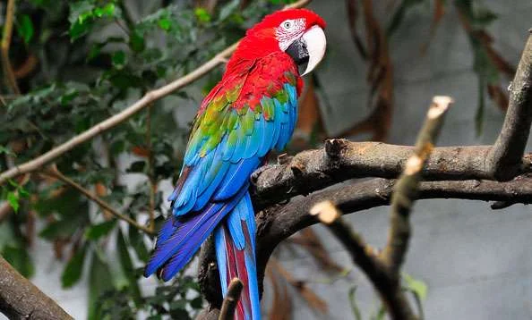 Buy Green Winged Macaw online