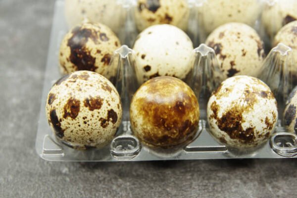 Fertile Golden Pheasant Eggs for sale