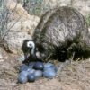Emu Eggs for sale