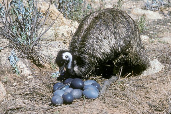 Emu Eggs for sale