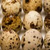 Fertile Golden Pheasant Eggs for sale