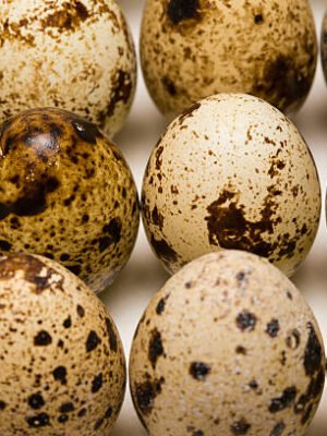 Fertile Golden Pheasant Eggs for sale