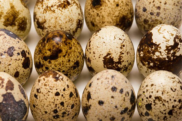 Fertile Golden Pheasant Eggs for sale