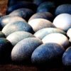 Emu Eggs for sale