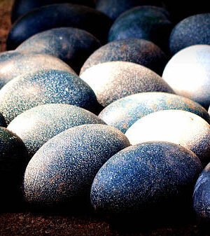 Emu Eggs for sale