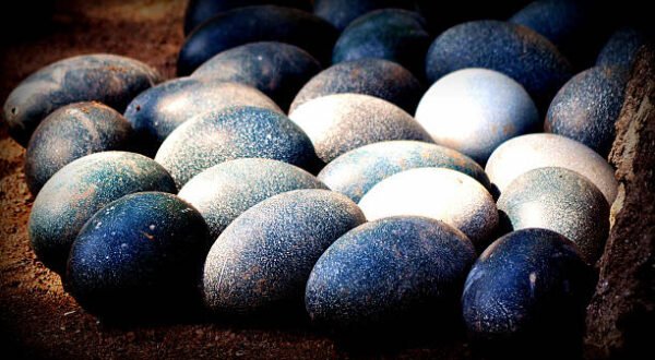 Emu Eggs for sale