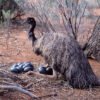 Emu Eggs for sale