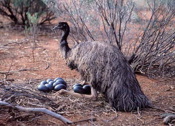 Emu Eggs for sale