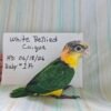 White Bellied Caiques