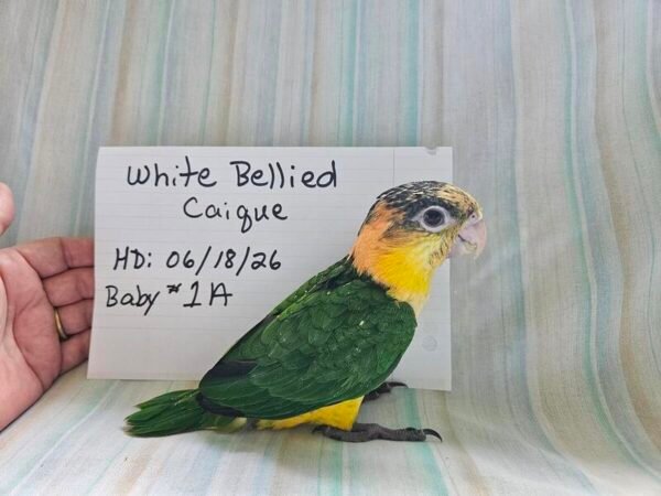 White Bellied Caiques