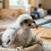 Male falcon bird for sale