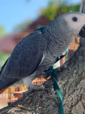african grey parrots