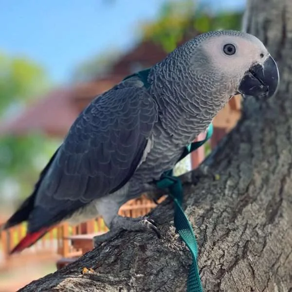 african grey parrots