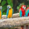 Male & Female Macaw Parrots for sale