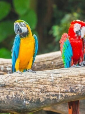 Male & Female Macaw Parrots for sale