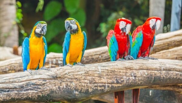 Male & Female Macaw Parrots for sale