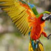 Blue-and-Gold Macaw Parrots for Sale