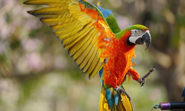Blue-and-Gold Macaw Parrots for Sale
