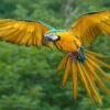 Male & Female Macaw Parrots for sale