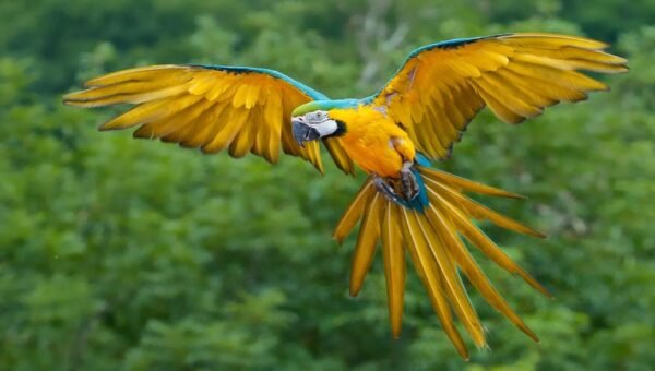 Male & Female Macaw Parrots for sale