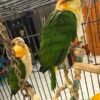 Caique Baby Parrots