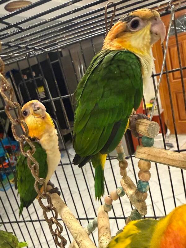 Caique Baby Parrots