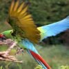 Male & Female Macaw Parrots for sale