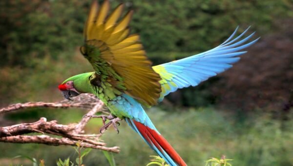 Male & Female Macaw Parrots for sale