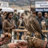 Male falcon bird for sale