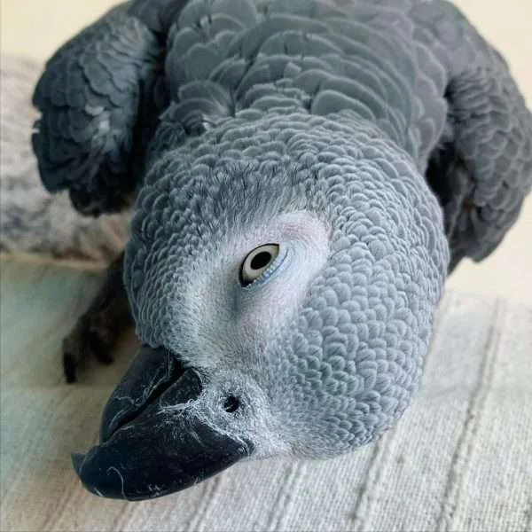 african grey parrots